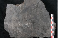 Foto (Detailansicht) von Noeggerathia palmaeformis Goeppert (NHMW-GEO-2024-0188-10734)
